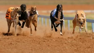 Corrida de Cachorros nos EUA: A Velocidade Canina em Ação