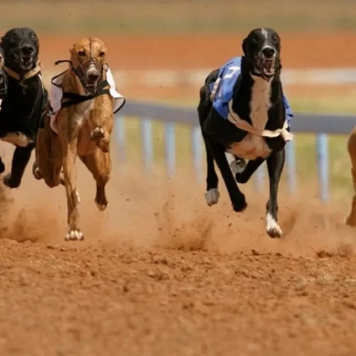 Corrida de Cachorros nos EUA: A Velocidade Canina em Ação