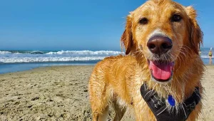 Praias ‘Pet Friendly’ nos EUA: Paraíso para Você e Seu Melhor Amigo